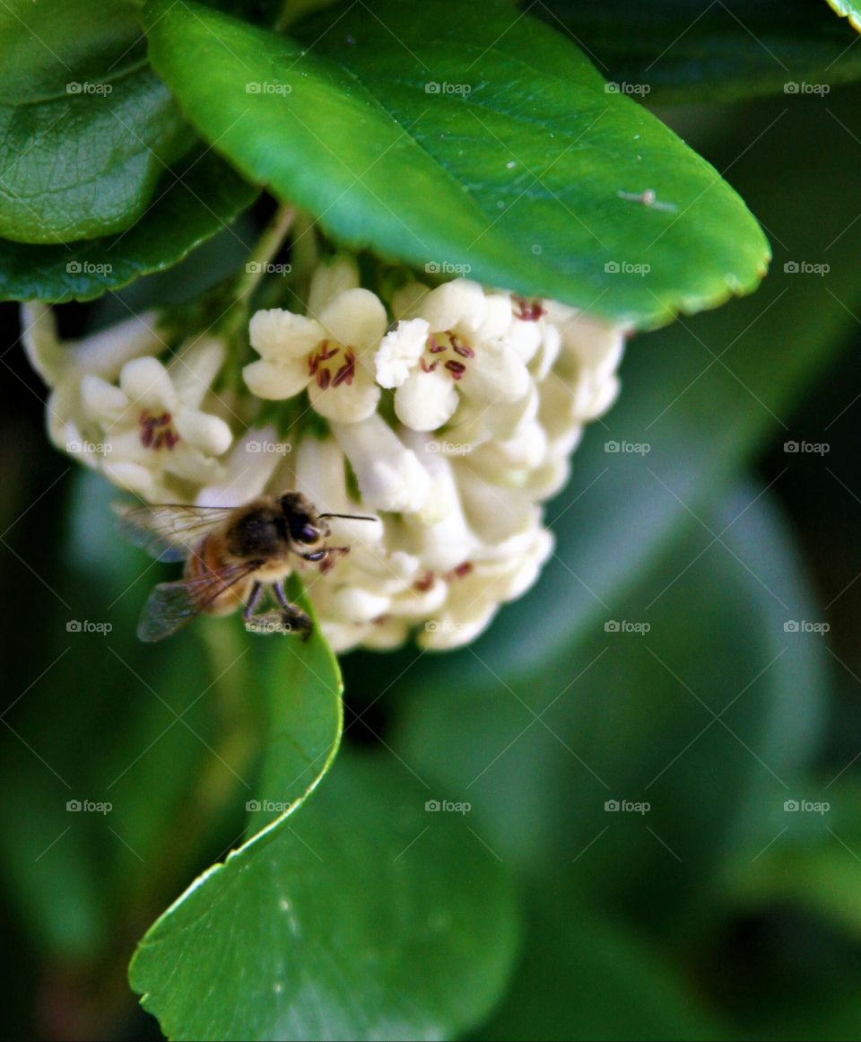 bee