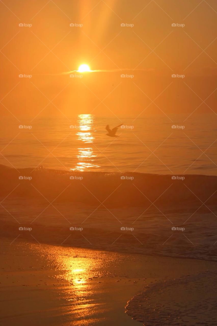 Seagull at Sunrise. The silhouette of a seagull caught flying through the sunrise at the ocean. 