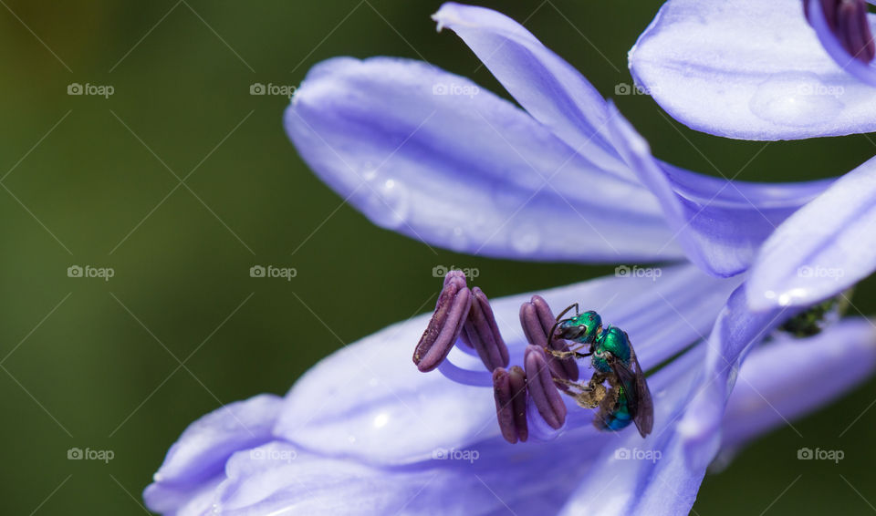 wasp pollinating purple flower