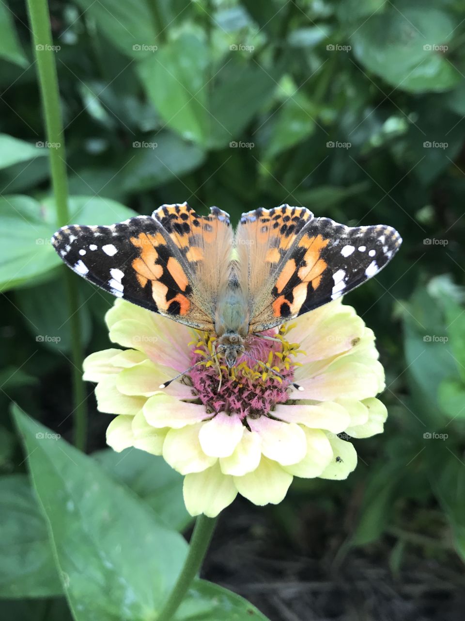 Painted Lady, Upper Side