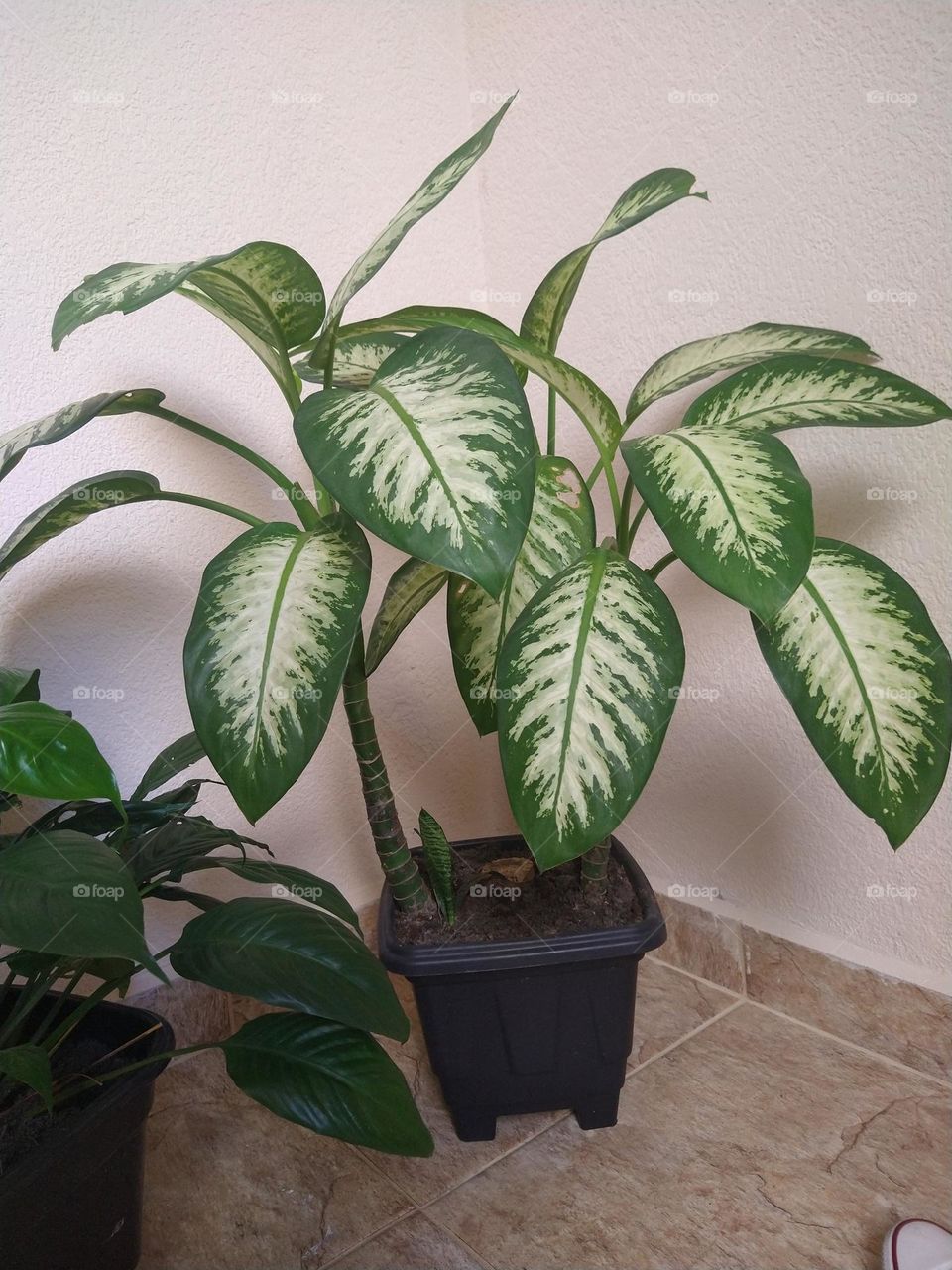 comigo ninguém pode