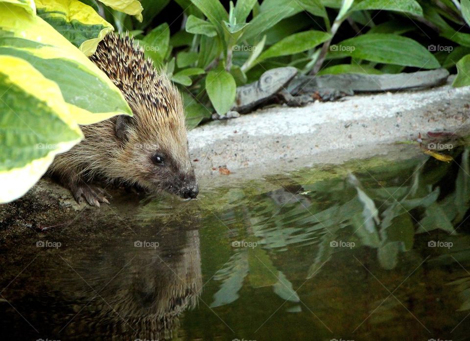 Hedgehog by the pond