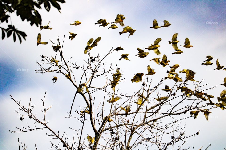 beautiful yellow birds at the time of flying in a tree without leaves