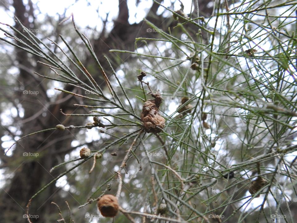 Bug Sack on a Branch