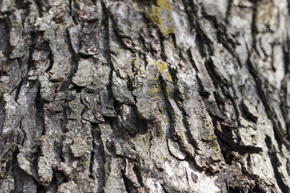 Macro shot of tree trunk