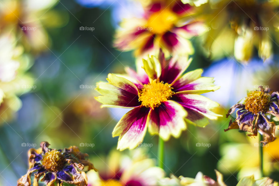 A blurry bokeh portrait of a yellow and red flower on the green background of a garden.