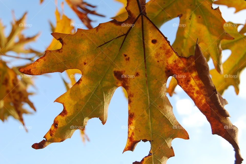 Fall, Leaf, No Person, Maple, Nature