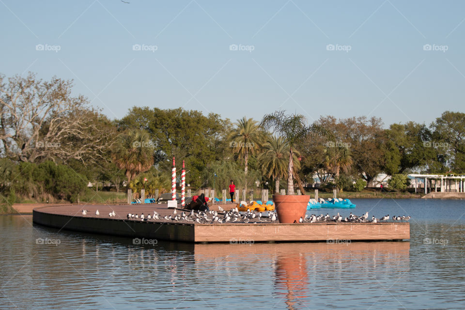 Dock with bird