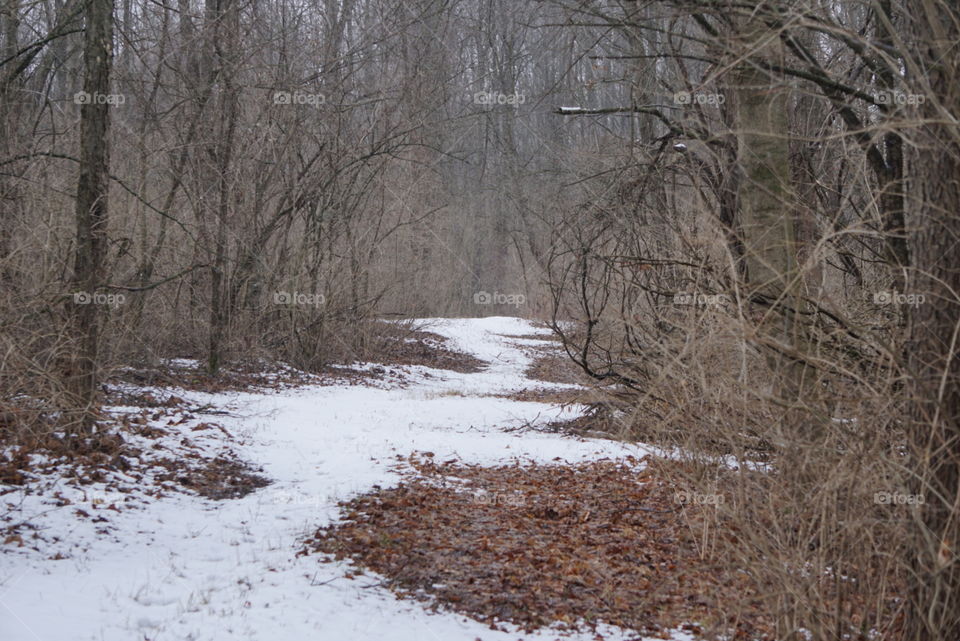 Nature trail, covered in snow. 
