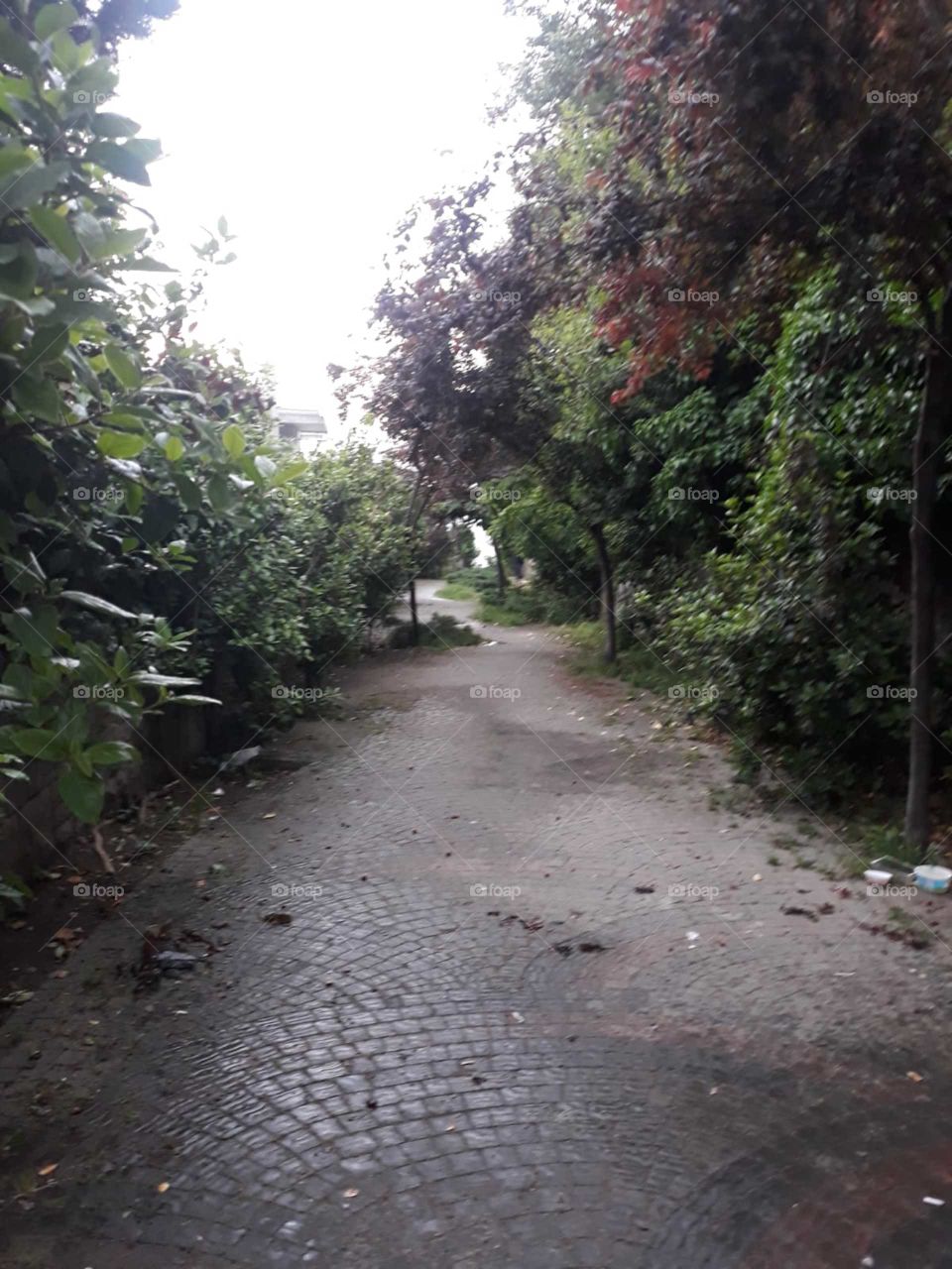 Street with trees 