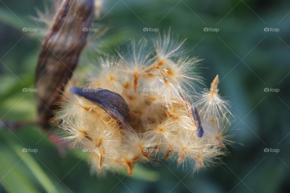 looking at this unique and beautiful plant preparing its seeds to flyway and generate again.