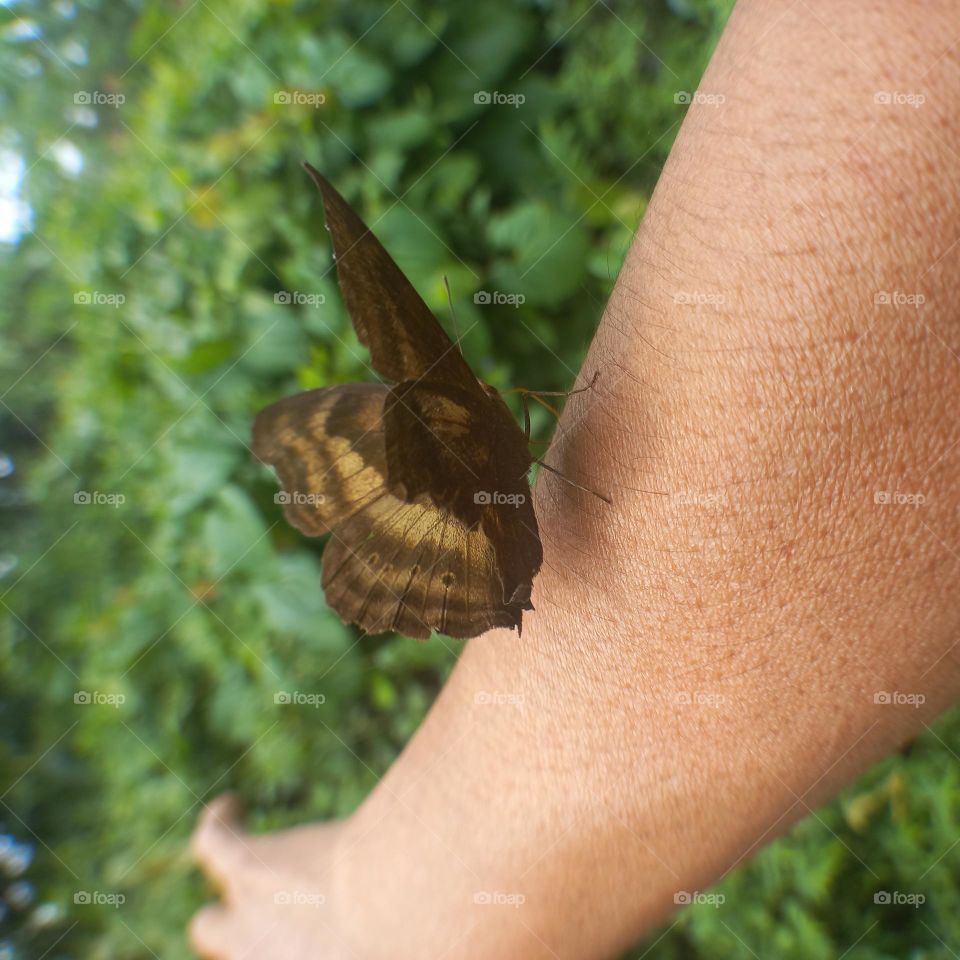 Beautiful butterfly perched on hand