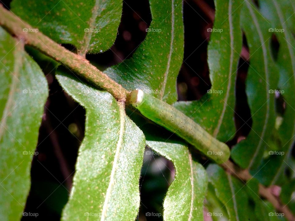 larva and plant reports