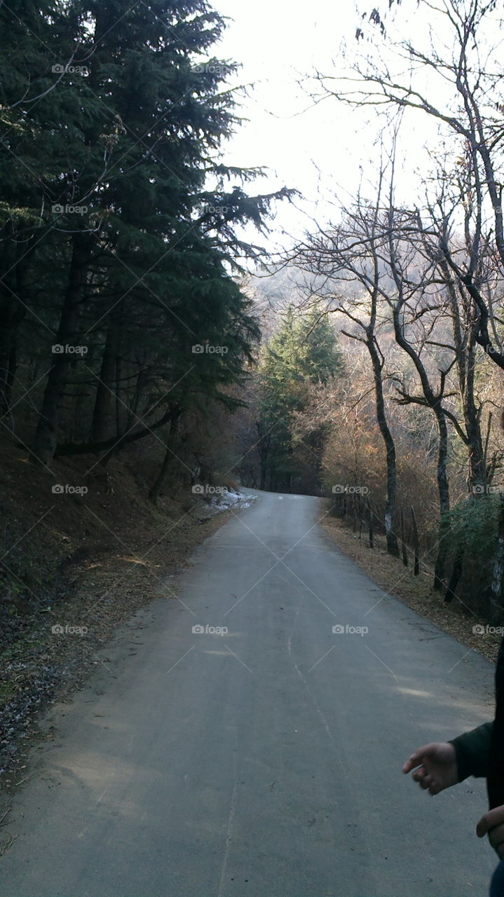 Road, Tree, Landscape, No Person, Wood