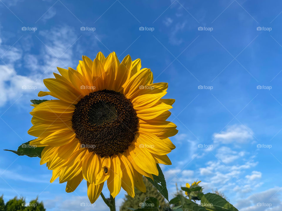 Sunflower with bee and blue sky.