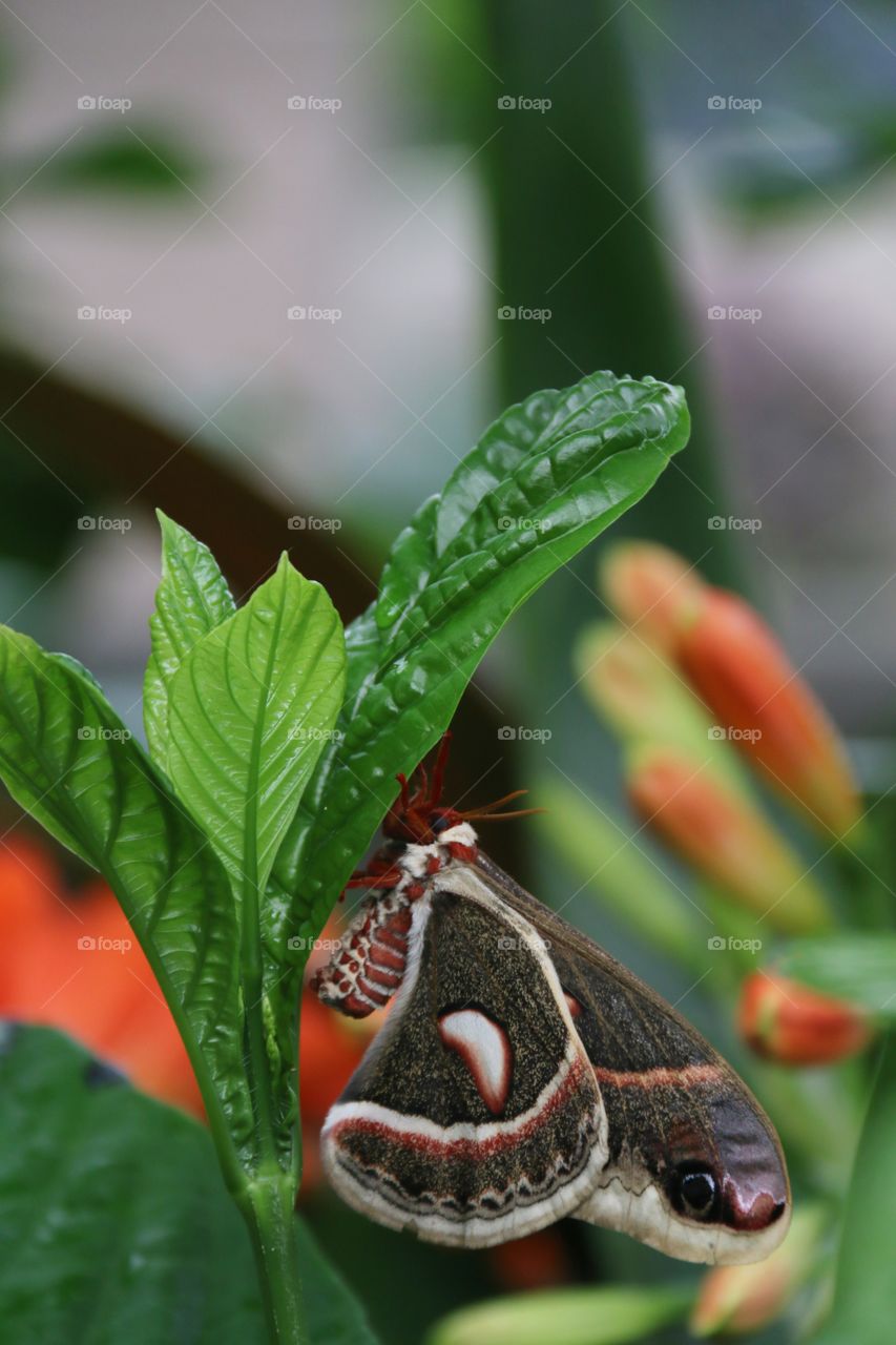 Exotic butterfly close-up under green leaf