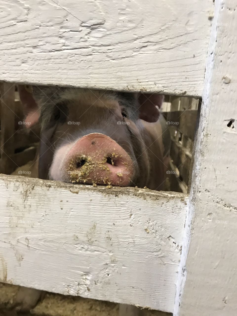 pig at the fair