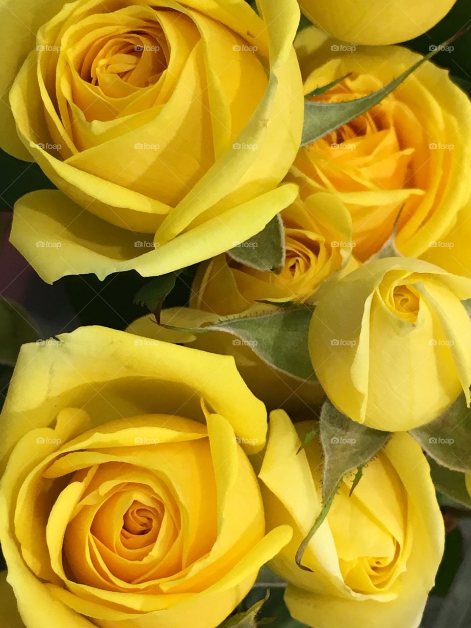 Yellow roses