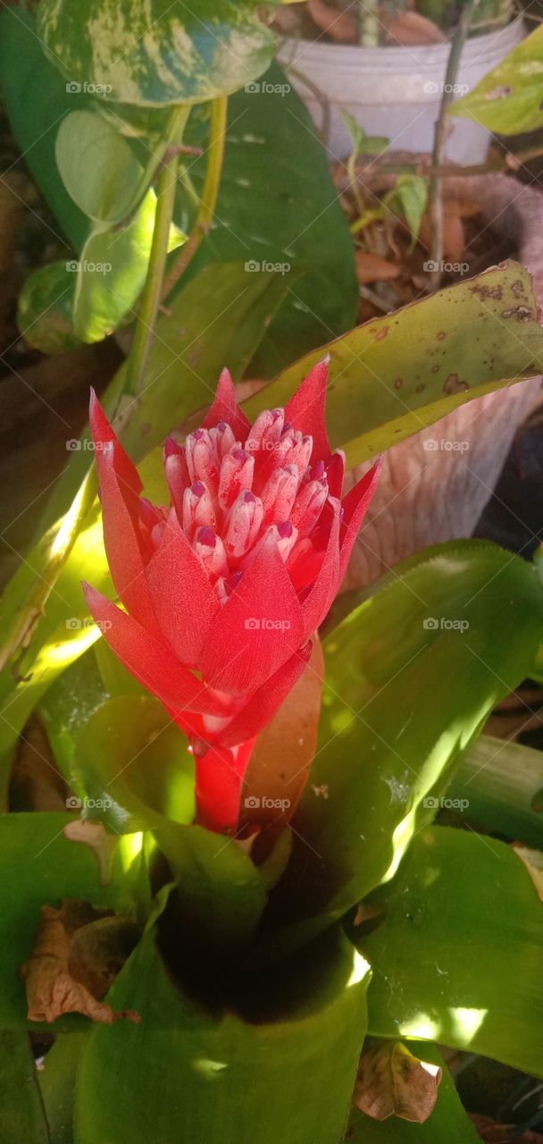 Bromeliad Flower 2