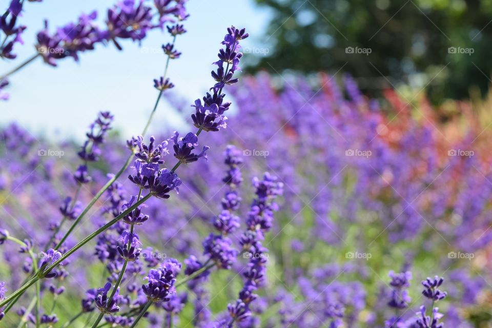 Lavender