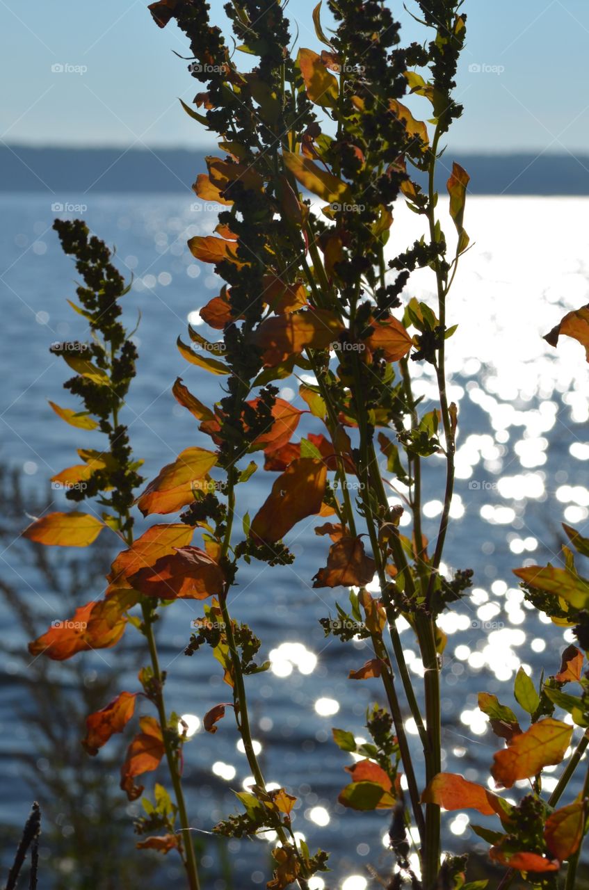 sun glare on the water