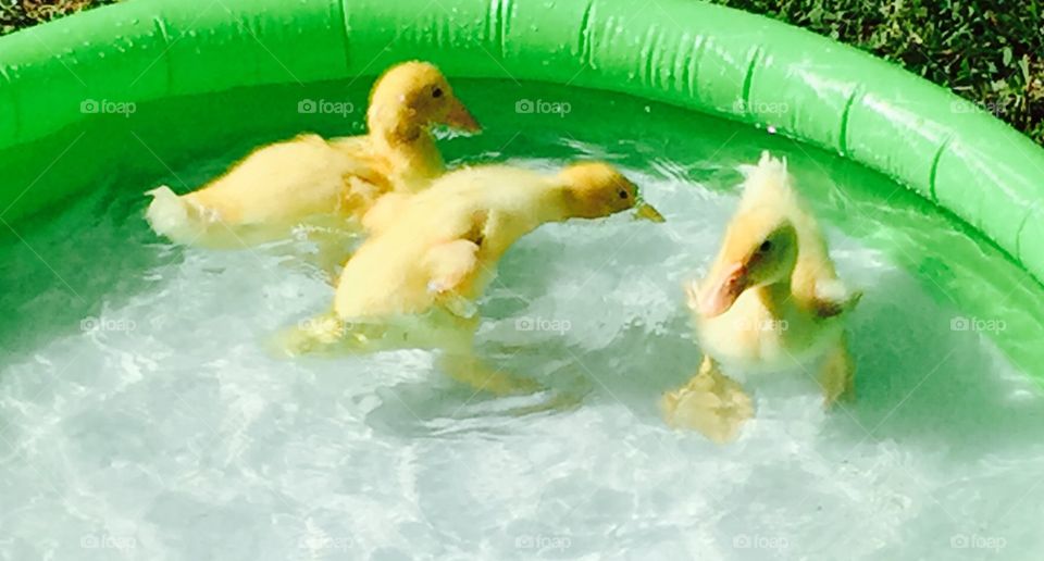 Fuzzy pekin ducklings playing in the pool