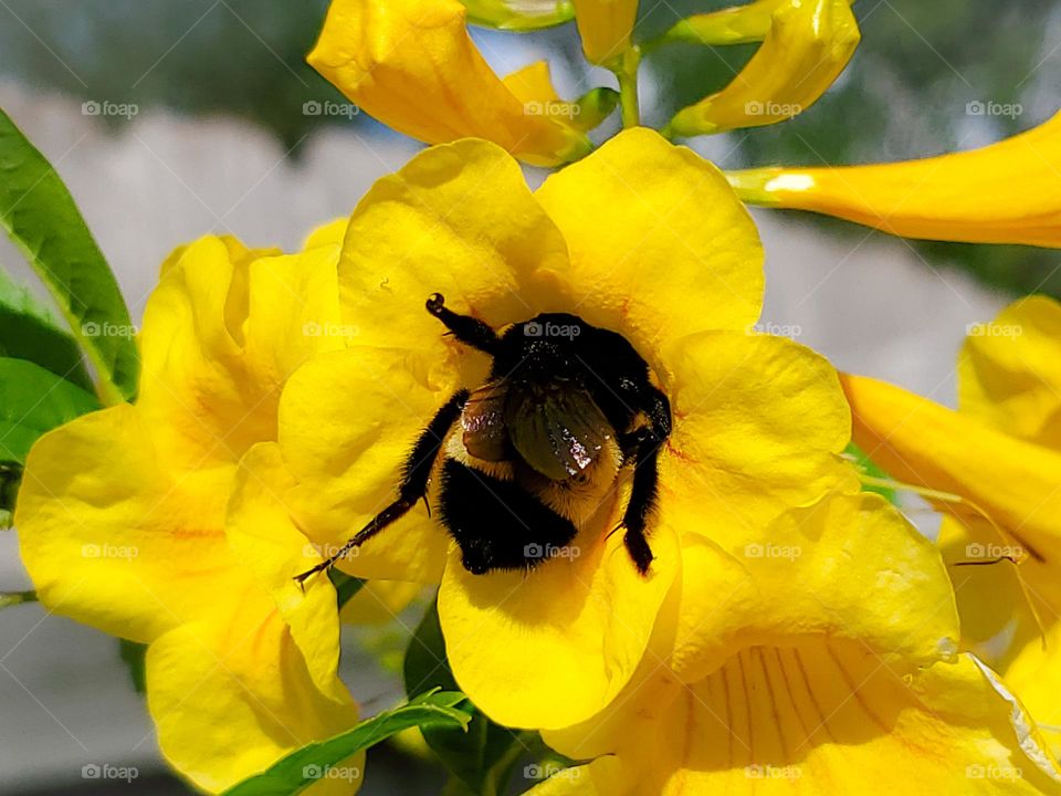 A busy bumble bee at work pollinating beautiful yellow Esperanza flowers.