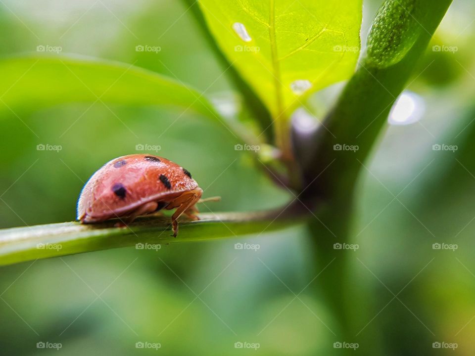 a beetle called Mexican Bean Beetle usually seen on fresh leaves...