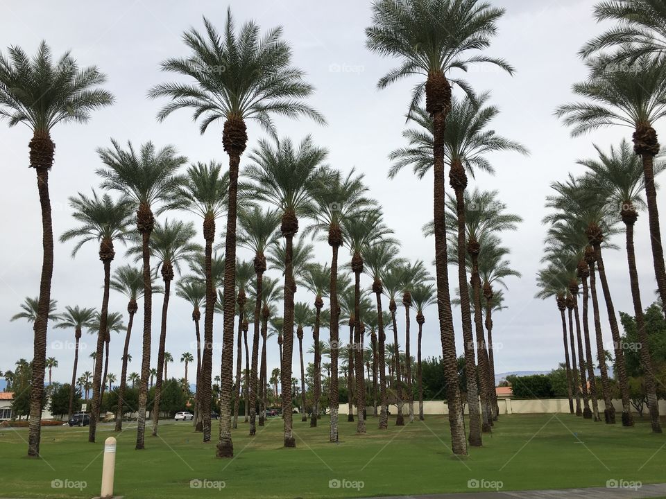 Palms tree growing on the grassy land