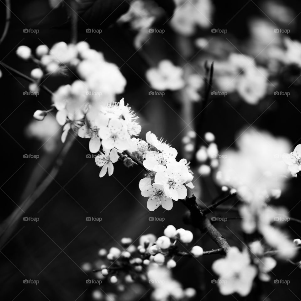 Flower, Cherry, Flora, Nature, Blooming