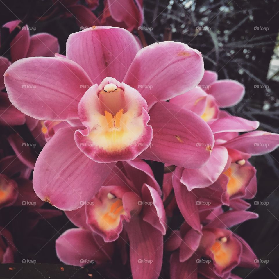 Orchids 