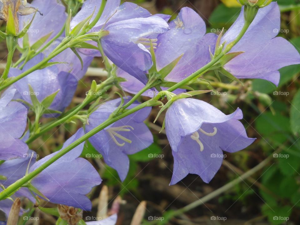 Purple bells