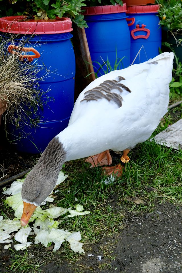Goosey, Goosey Gander