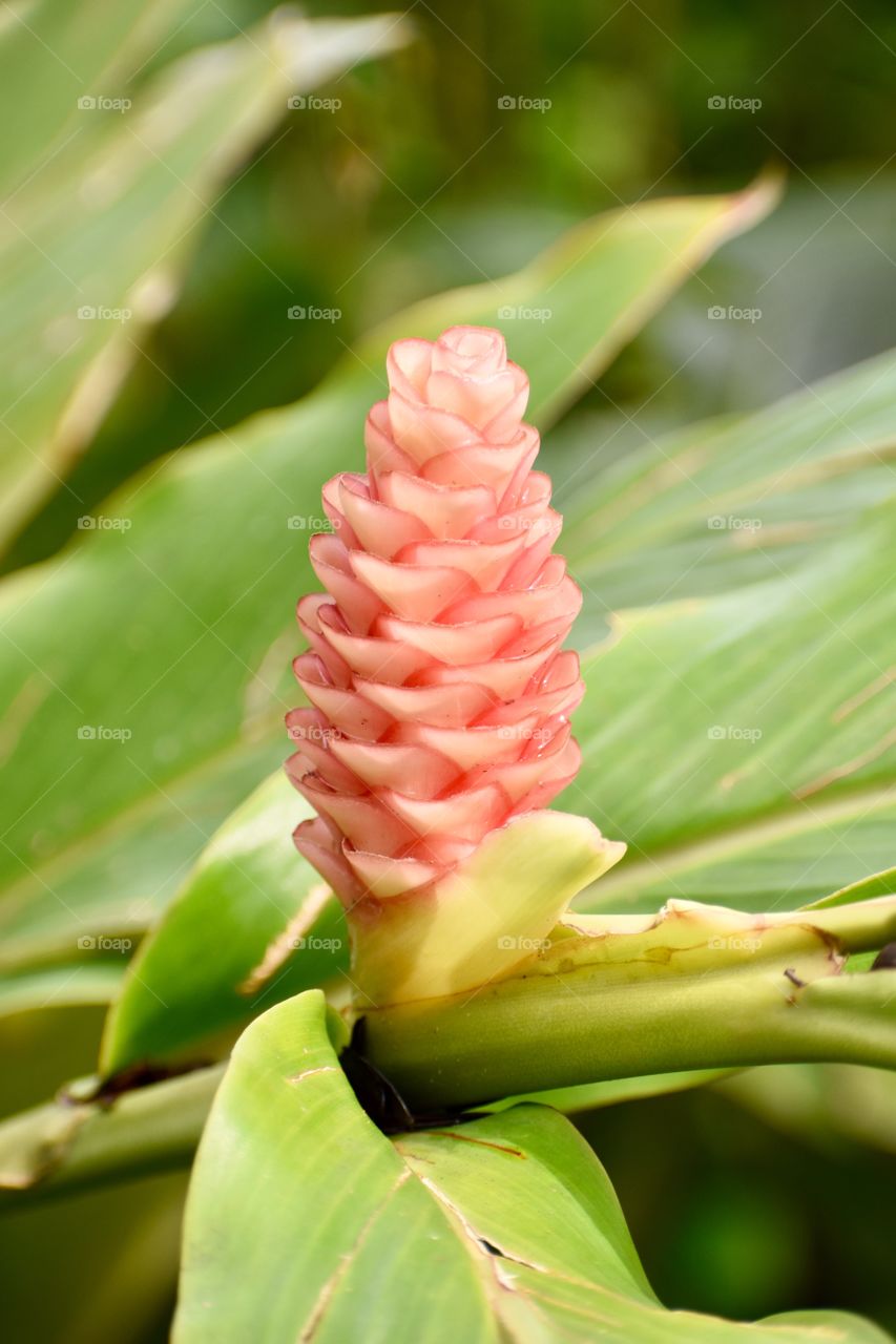 Light pink bloom, soft and sweet on a mild day