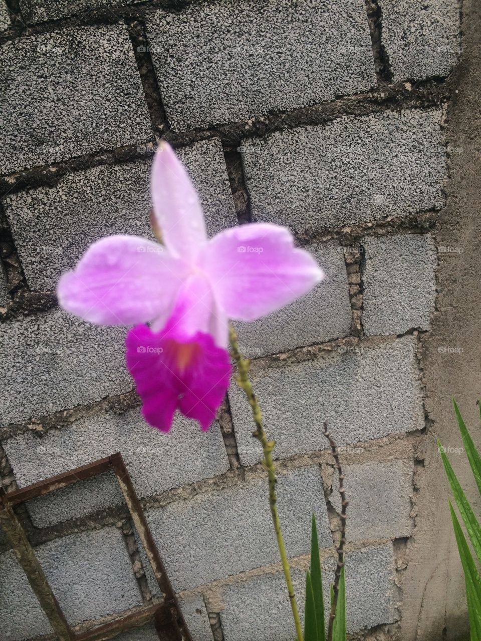Orquídea