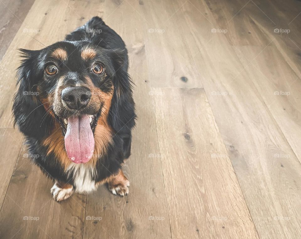 Cute dachshund puppy dog standing on hardwood flooring 