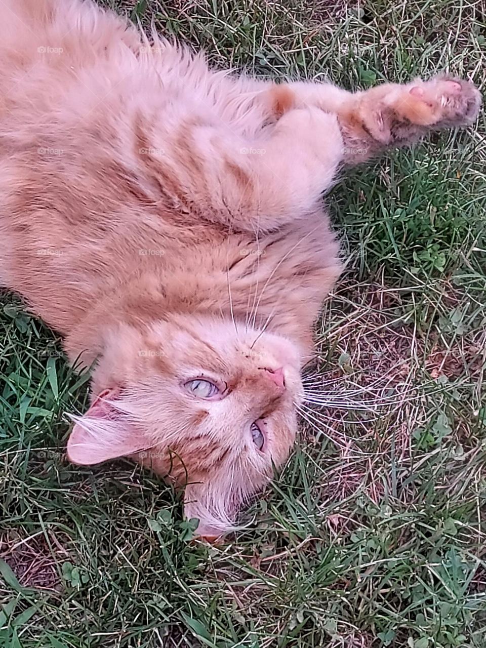 orange tabby Morris cat just chillin'