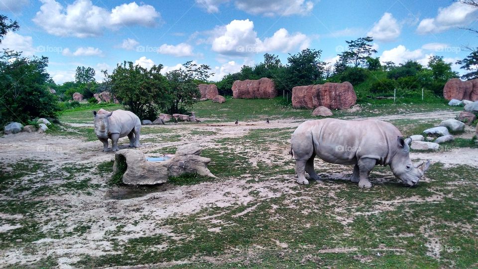 Rhinoceros' at Toronto Zoo