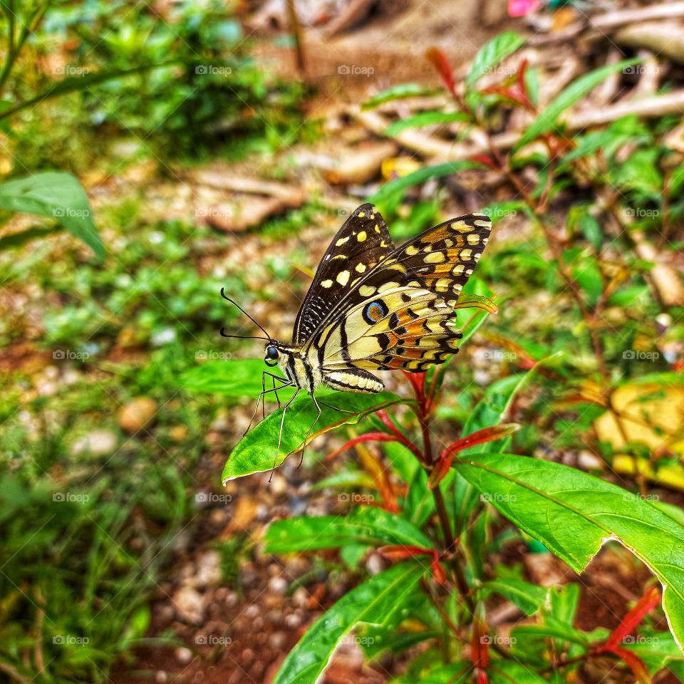 This butterfly loves to visit blooming flowers, more on small bushes than tall trees