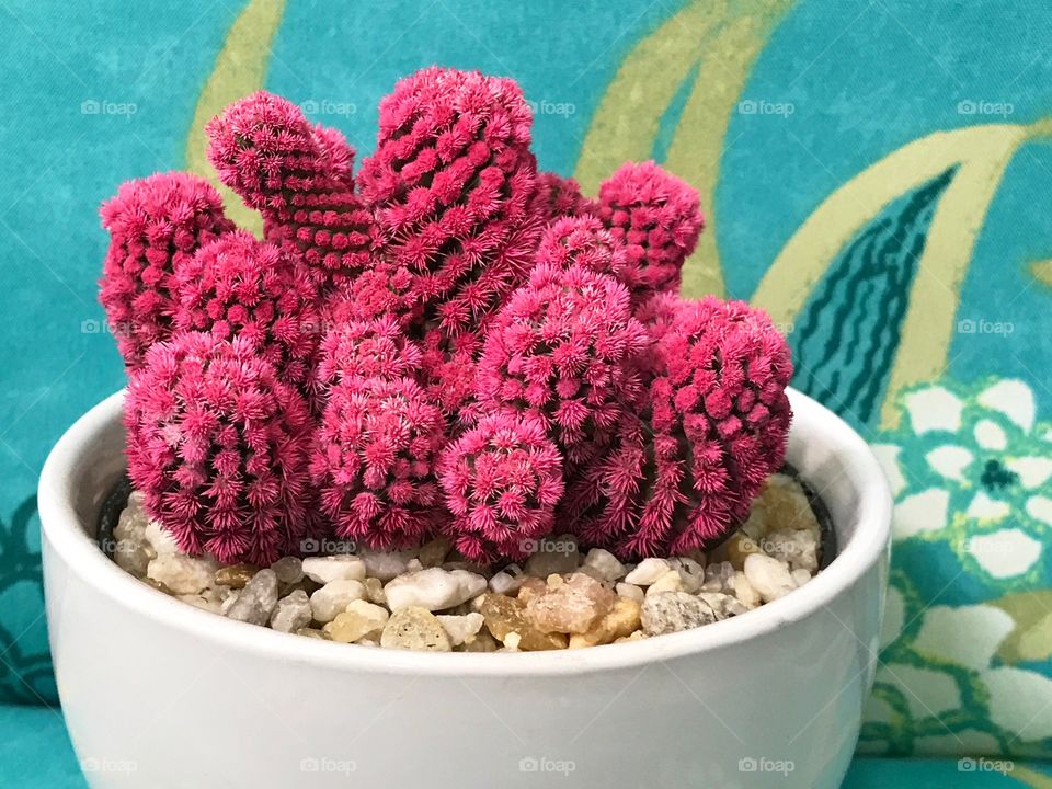 An exotic shocking pink live cactus plant.