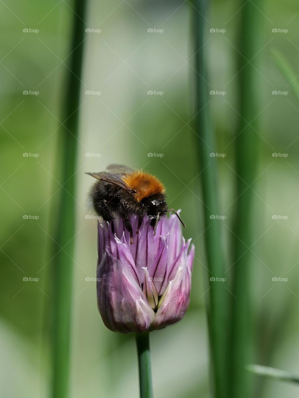 Bumblebee on flower