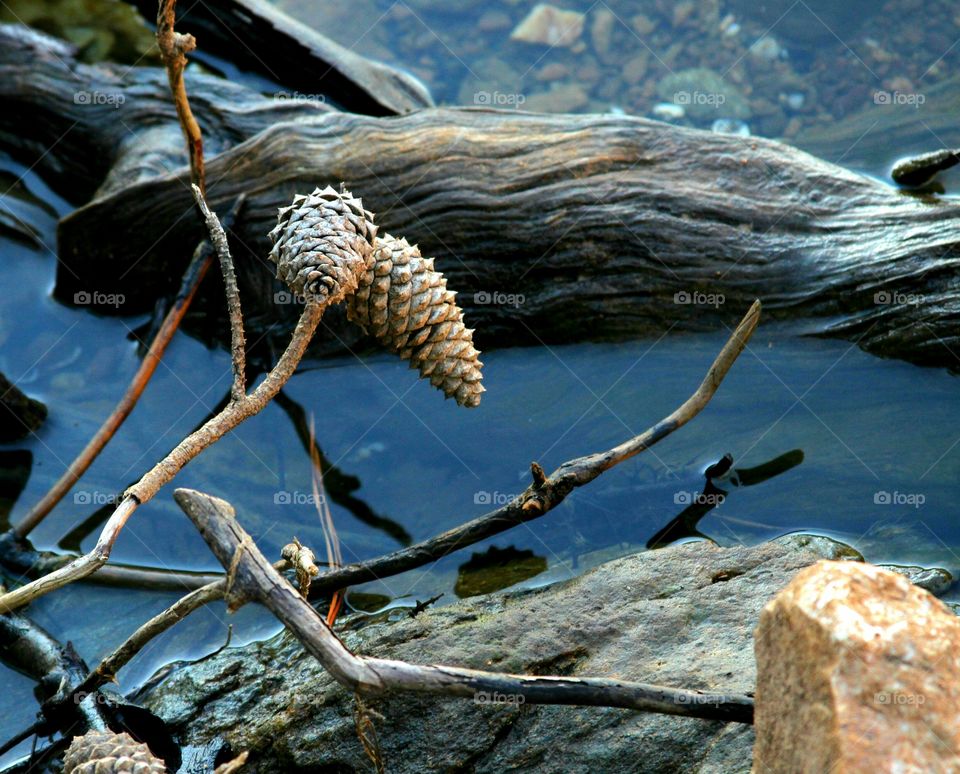 pinecones on the shore