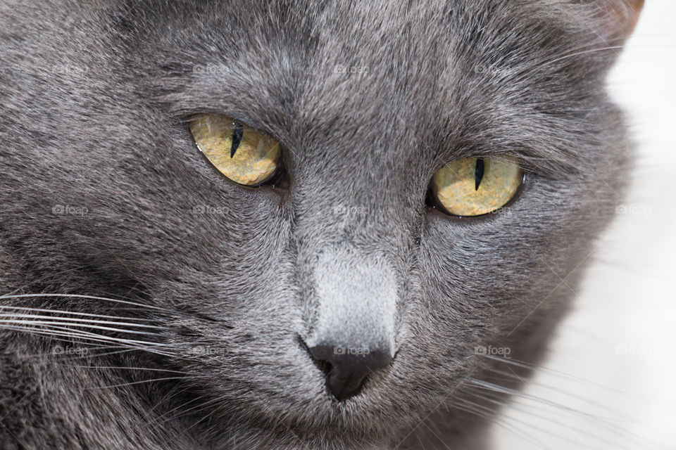 portrait of Russian blue cat