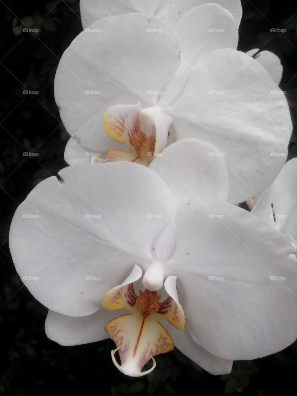 White Orchid , Angrek Putih