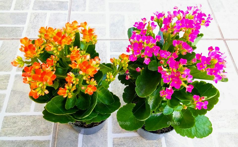 Kalanchoe blossfeldiana