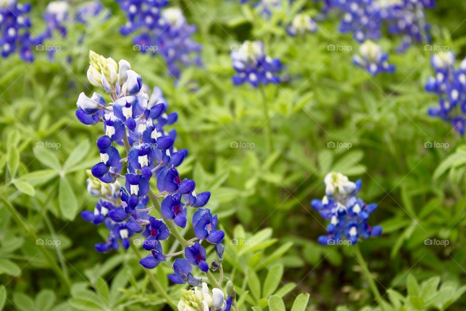 Spring in Texas! First sign...Texas Blue Bonnets.