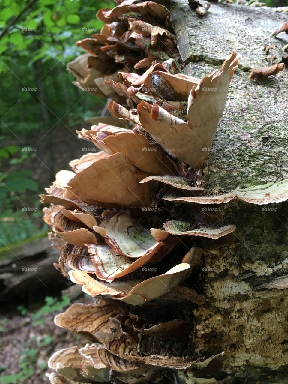 Fungus and slug on a log.