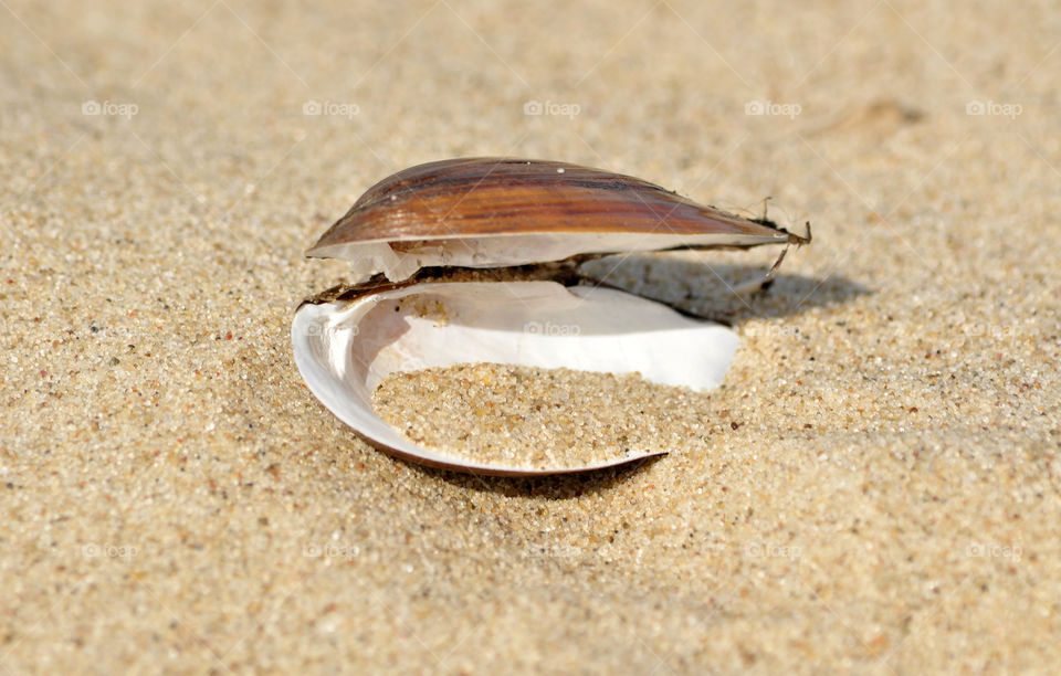 seashell on the beach of the Baltic sea coast in Poland