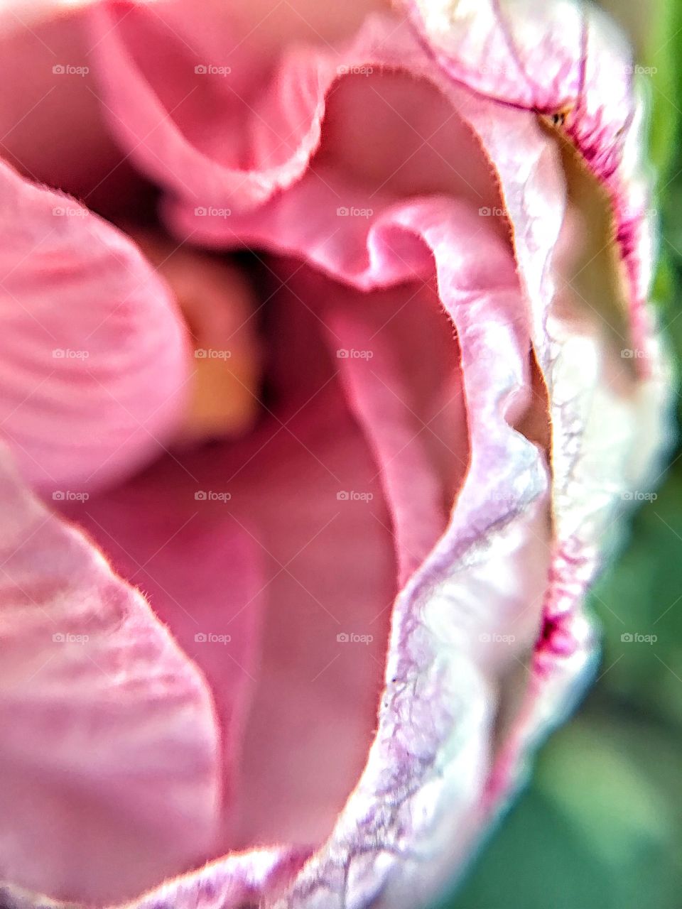 Unfurling Rose Mallow Hibiscus