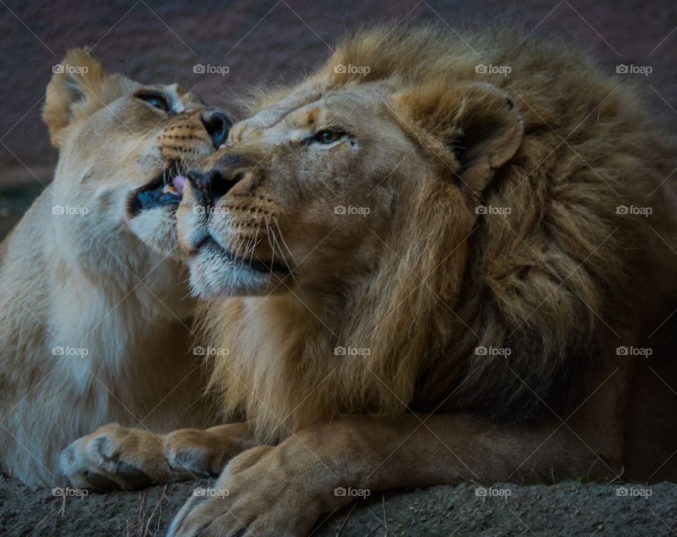 Lion love
